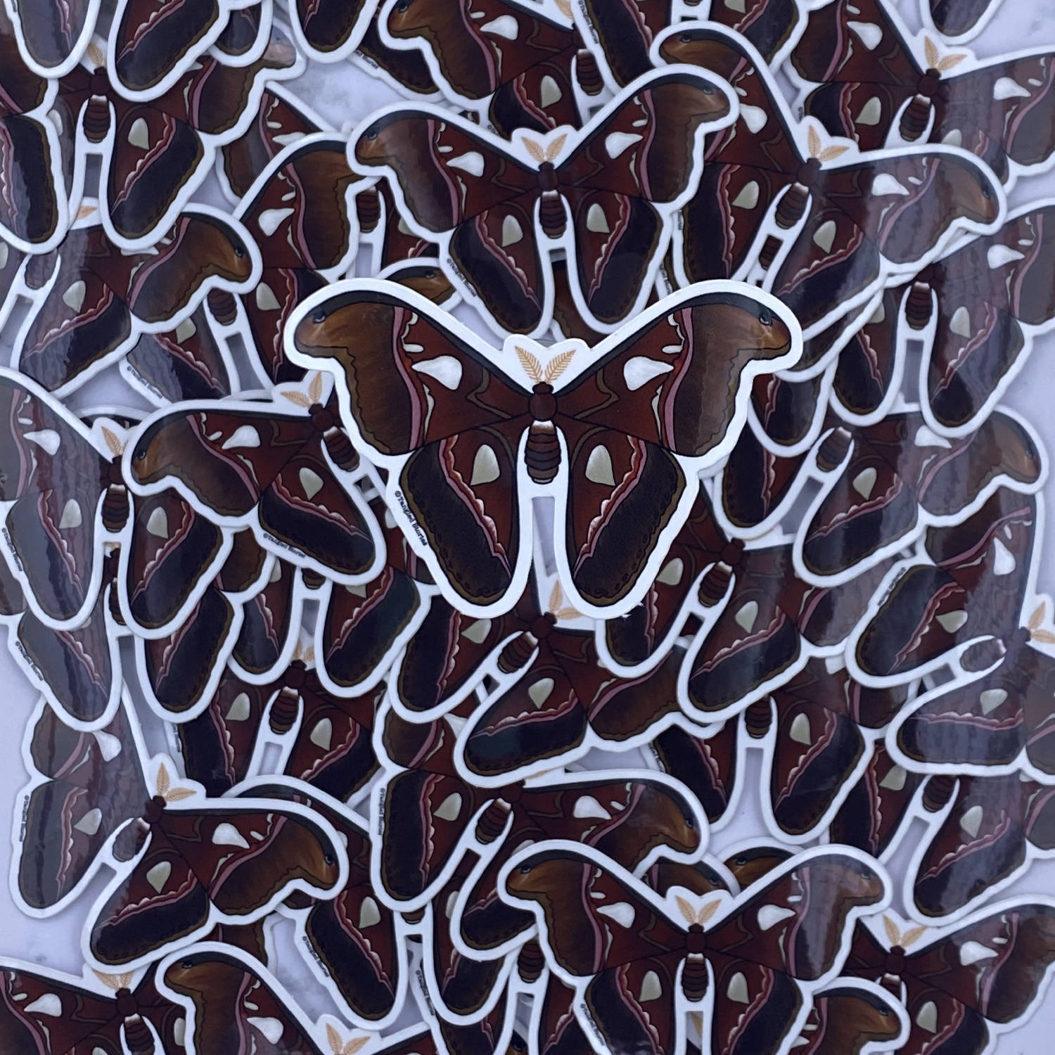 Atlas Moth Waterproof Sticker